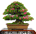 bonzai